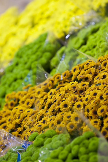 MIN RUNGIS-Fleurs-57.jpg